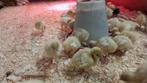 Amerikaanse breedborst kalkoen kuikens te koop, Dieren en Toebehoren, Pluimvee, Geslacht onbekend, Kalkoen