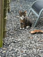 1 lieve kater kitten te koop, Dieren en Toebehoren, Katten en Kittens | Raskatten | Korthaar, Kater, Ontwormd, 0 tot 2 jaar