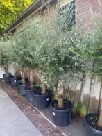 Mooie dikke Olijfboom H 210 cm, 100 tot 250 cm, Olijfboom, Zomer, Ophalen