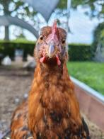 Welsumer haan groot beschikbaar, Dieren en Toebehoren, Pluimvee, Mannelijk, Kip