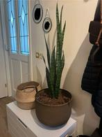 Vrouwentong / sansevieria (excl pot), Huis en Inrichting, Kamerplanten, Overige soorten, Minder dan 100 cm, Ophalen of Verzenden