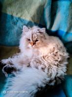 Perzische Kitten, Dieren en Toebehoren, Katten en Kittens | Raskatten | Langhaar, Kater, Ontwormd, 0 tot 2 jaar