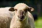 Superlief stevig hampshire down ram lam zoekt goed huis,, Dieren en Toebehoren, Schapen, Geiten en Varkens, Mannelijk, Schaap
