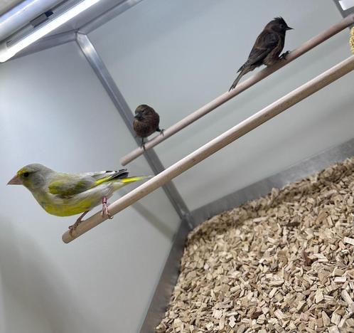Barmsijzen mannen, Dieren en Toebehoren, Vogels | Overige Vogels, Tropenvogel, Mannelijk