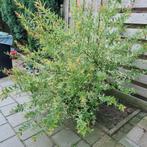 Planten gratis., Tuin en Terras, Planten | Tuinplanten, Ophalen, Zomer, Overige soorten, Volle zon