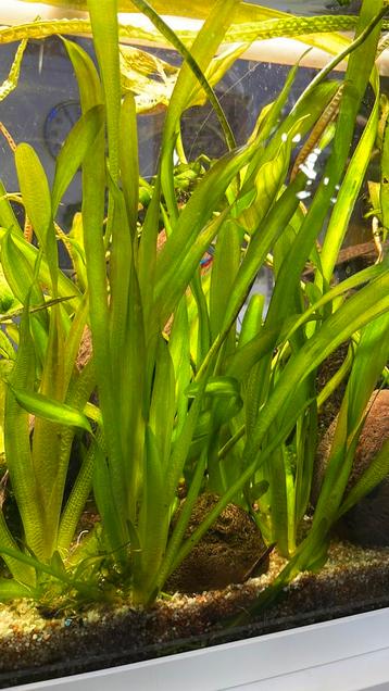 Vallisneria giganthea, zoetwater aquarium plant beschikbaar voor biedingen