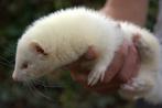 Ratten overlast wij bestrijden die op een natuurlijke manier, Dieren en Toebehoren, Knaagdieren, December, Geslacht onbekend, Rat