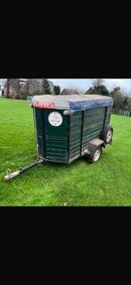 Veetrailer, Dieren en Toebehoren, Mannelijk, Schaap, 6 jaar of ouder