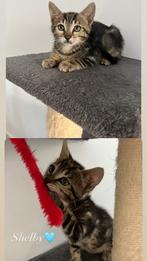 Lieve bengaal kittens te koop!, Dieren en Toebehoren, Katten en Kittens | Overige Katten, Meerdere dieren