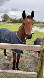 Amigo veulen deken en halster, Dieren en Toebehoren, Paarden en Pony's | Dekens en Dekjes, Verzenden, Gebruikt