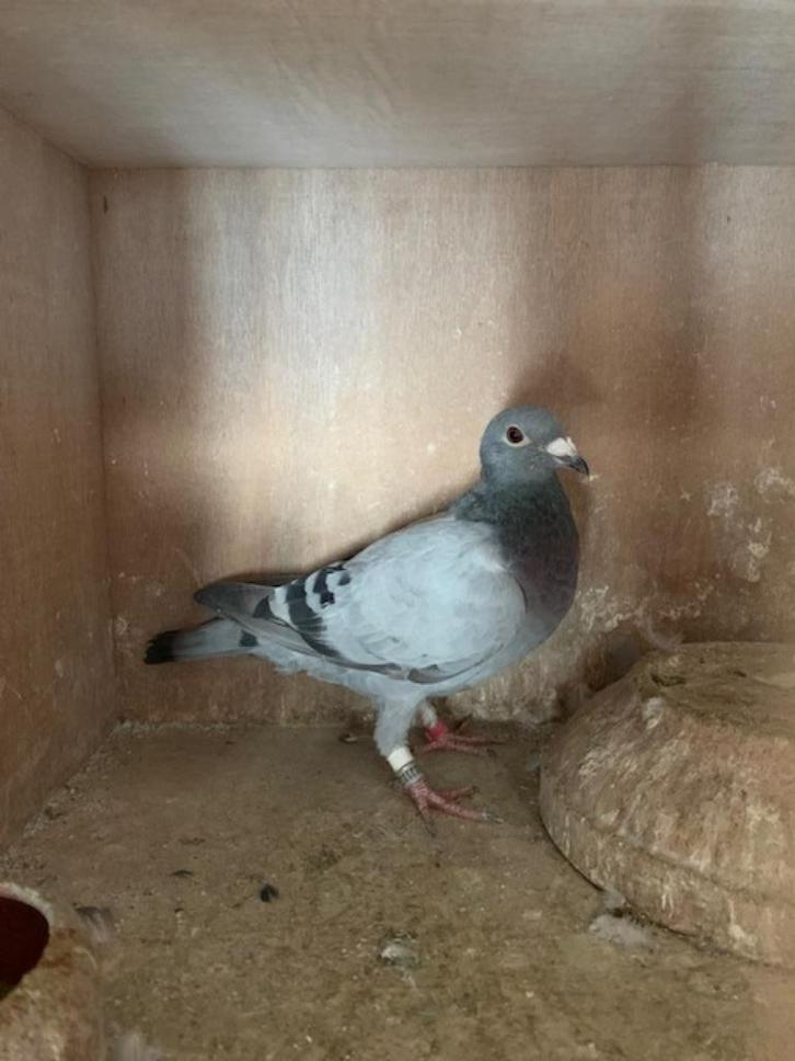 te koop postduiven, Dieren en Toebehoren, Vogels | Duiven, Postduif, Meerdere dieren
