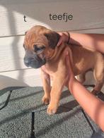 Puppy.s kruising mechelse herder/boxer, Dieren en Toebehoren, 8 tot 15 weken, Meerdere, Meerdere dieren, Herder