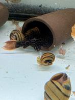 L114 pleco, Dieren en Toebehoren, Reptielen en Amfibieën, 0 tot 2 jaar