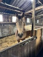 5 jarige valk D pony merrie, APPALOOSA, BONT beide 3 jaar, Dieren en Toebehoren, Pony's, Dressuurpony, Zadelmak, 3 tot 6 jaar