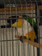 Tamme caique, Dieren en Toebehoren, Vogels | Kanaries, Mannelijk, Bastaard