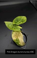 Alocasia Pink Dragon Aurea Variegata, Huis en Inrichting, Kamerplanten, Ophalen of Verzenden, Halfschaduw, Minder dan 100 cm