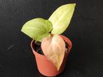 Variegated Anthurium zaailing mint variegata, Ophalen of Verzenden, Halfschaduw, Minder dan 100 cm