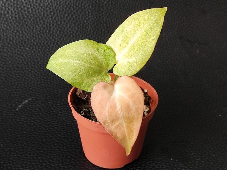 Variegated Anthurium zaailing mint variegata, Huis en Inrichting, Kamerplanten, Minder dan 100 cm, Halfschaduw, Ophalen of Verzenden
