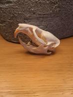 Schedel muskusrat, Verzamelen, Dierenverzamelingen, Ophalen of Verzenden, Gebruikt, Overige soorten, Schedel