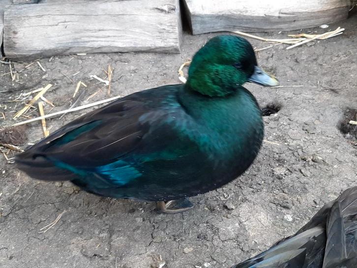 Zwarte kwaker woerden 2024 en 2025, Dieren en Toebehoren, Pluimvee, Overige soorten, Meerdere dieren