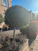 Twee prachtige olijfbomen, Ophalen, Volle zon, Olijfboom, 100 tot 250 cm