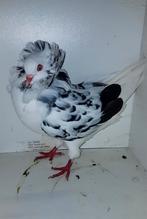 Oud Hollandse kapucijn duif., Dieren en Toebehoren, Vogels | Duiven, Vrouwelijk, Overige soorten