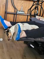 Jack russel reu, Dieren en Toebehoren, Rabiës (hondsdolheid), 15 weken tot 1 jaar, Reu, Eén hond