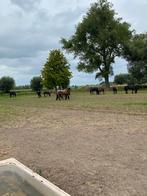Gezocht: plek voor pony/paard, Dieren en Toebehoren, Weidegang