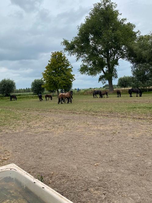 Gezocht: plek voor pony/paard, Dieren en Toebehoren, Stalling en Weidegang, Weidegang