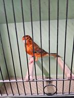 Rode kanarie man, Mannelijk, Kleurkanarie