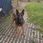 Gezocht: een nieuw baasje voor een Mechelse herder reu, Ophalen, Hond