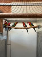 Prachtrosella’s, Meerdere dieren, Parkiet, Geringd