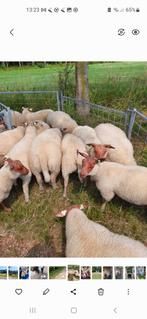 Schapenwol fijne rouge  wol, Ophalen, Nieuw