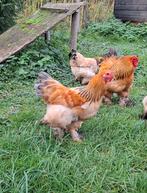 Jonge Brahma kriel haan te koop, Dieren en Toebehoren, Mannelijk, Kip