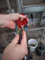 Rosella, Meerdere dieren, Parkiet, Geringd