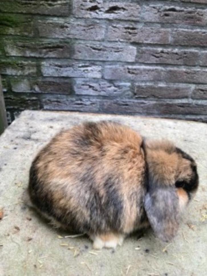 jonge hangoor dwergkonijnen te koop, Dieren en Toebehoren, Konijnen, Dwerg, Mannelijk, 0 tot 2 jaar, Hangoor