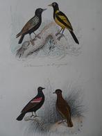 litho kleur geel zwarte vogel, Yapou Brazilie Coupe, 1841, Verzenden
