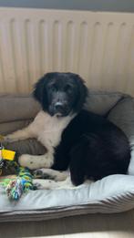 Stabij Pup reutje, 8 tot 15 weken, Eén hond, Nederland, Particulier