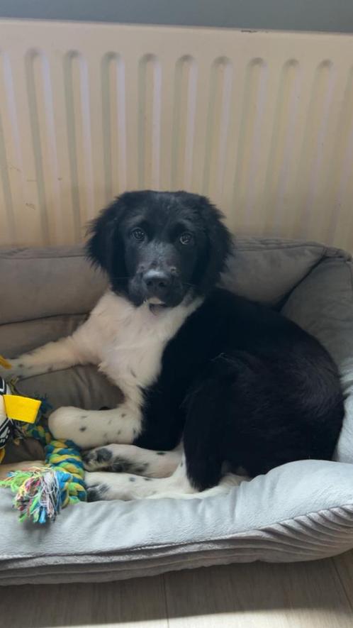 Stabij Pup reutje, Dieren en Toebehoren, Honden | Retrievers, Spaniëls en Waterhonden, Reu, Overige rassen, Particulier, Eén hond