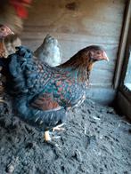 Trio wyandotte kriel goud zwart porselein, Dieren en Toebehoren, Pluimvee, Meerdere dieren, Kip