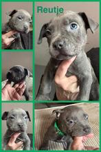 bully xl pups, Overige rassen, 8 tot 15 weken, Parvo, Meerdere