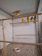 5 mannelijke kanaries, Dieren en Toebehoren, Mannelijk, Kleurkanarie