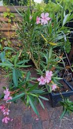 Oleander in pot xxl 150 cm, Ophalen, Zomer, Overige soorten, Volle zon