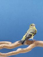 Yarrelsijzen, Dieren en Toebehoren, Vogels | Overige Vogels, Meerdere dieren, Tropenvogel, Geringd