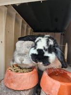 Koppel Konijnen incl toebehoren, Dieren en Toebehoren, Konijnen, Meerdere dieren, 3 tot 5 jaar