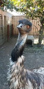 Emoe te koop., Vrouwelijk, Kip