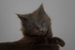 Maine coon kittens blue smoke  /blue tabby blotched, Dieren en Toebehoren, Meerdere dieren, Gechipt