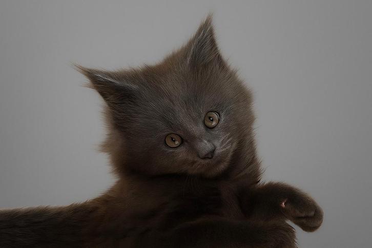Maine coon kittens blue smoke  /blue tabby blotched, Dieren en Toebehoren, Katten en Kittens | Raskatten | Langhaar, Meerdere dieren