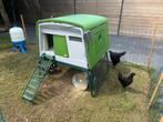 Ayam cemani kippen 3 stuks, Dieren en Toebehoren, Pluimvee, Vrouwelijk, Kip