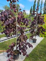 Cercis canadensis Ruby Falls / Judasboom / Treurvorm, Treurboom, Lente, 100 tot 250 cm, Ophalen